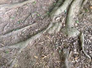 Maple Roots
