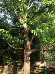 Large maple tree